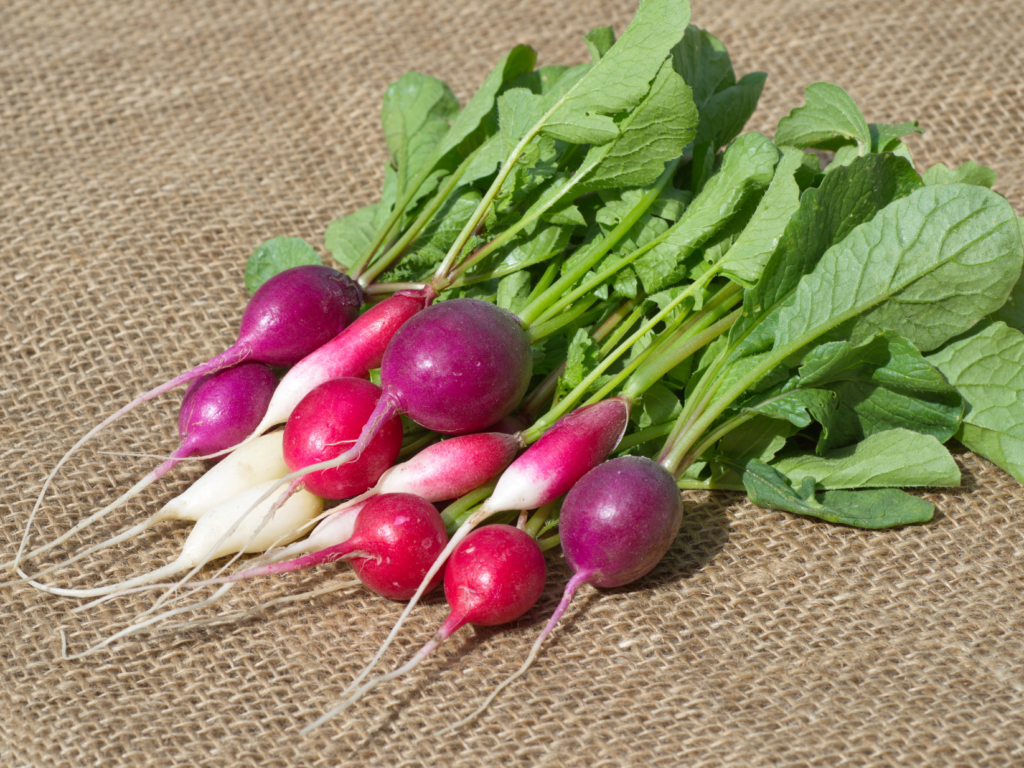 Radishes: A Colourful Root with Countless Varieties - Food Processing ...