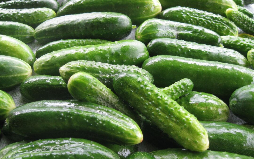 Getting to Know the Cucumber: Facts, Benefits and Uses